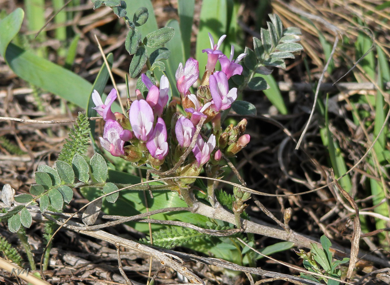 Изображение особи Astragalus megalanthus.