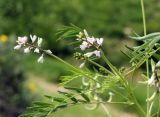 Astragalus campylotrichus. Верхушка побега с соцветиями. Узбекистан, г. Ташкент, археологический памятник Актепа Юнусабадский. 23.04.2013.