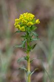 Euphorbia palustris