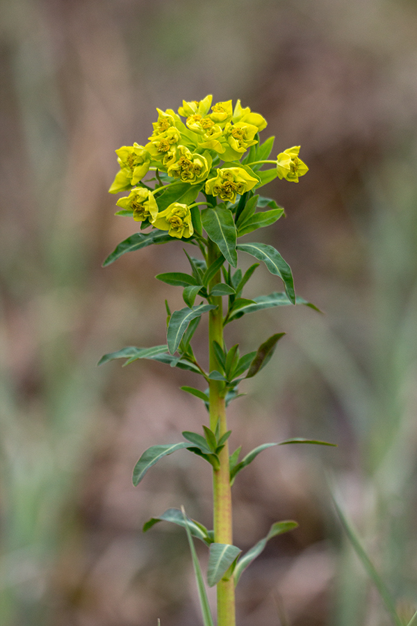 Изображение особи Euphorbia palustris.