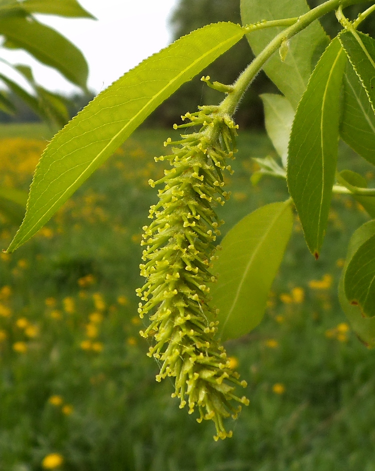 Изображение особи Salix pentandra.