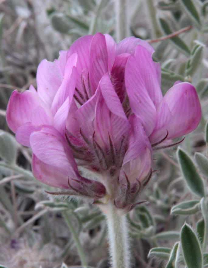 Image of Hedysarum zundukii specimen.