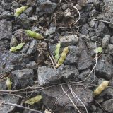 Vicia ervilia