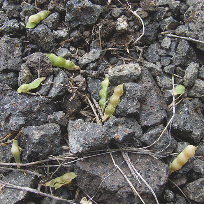 Image of Vicia ervilia specimen.