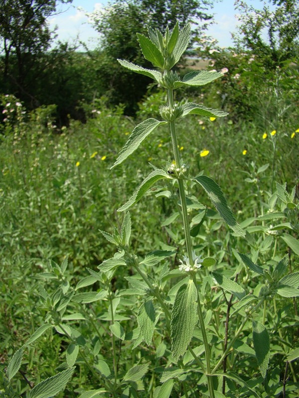 Image of Marrubium praecox specimen.