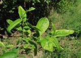 Salix myrsinifolia. Верхушка ветви с поражёнными листьями. Архангельская обл., Холмогорский р-н, у дороги. 09.06.2013.
