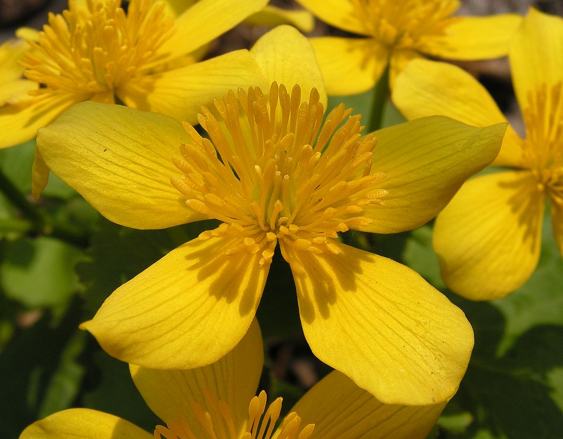 Image of Caltha silvestris specimen.