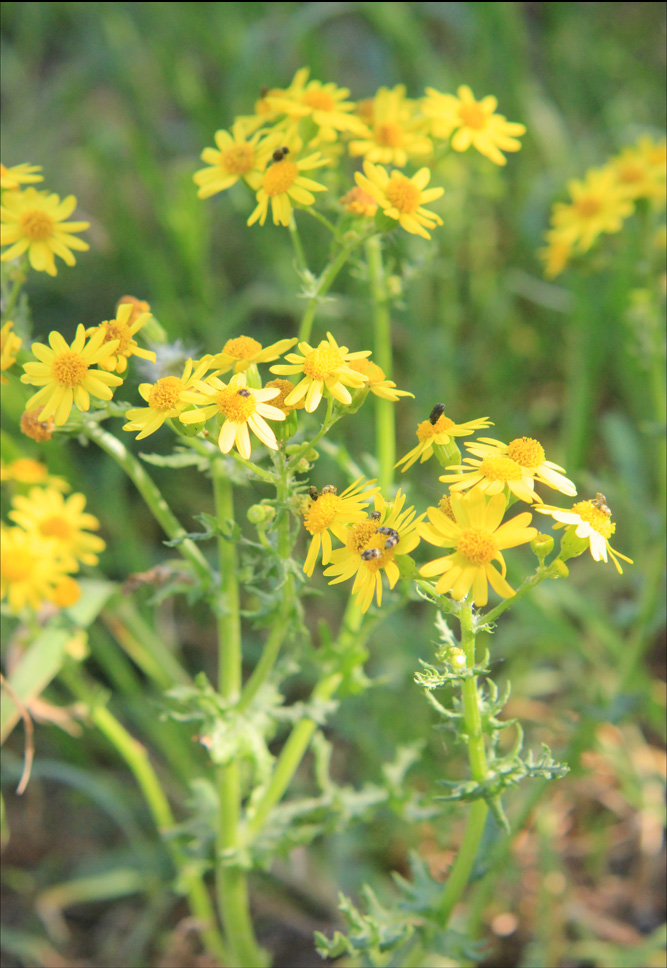 Изображение особи Senecio vernalis.