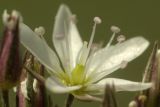 Minuartia adenotricha