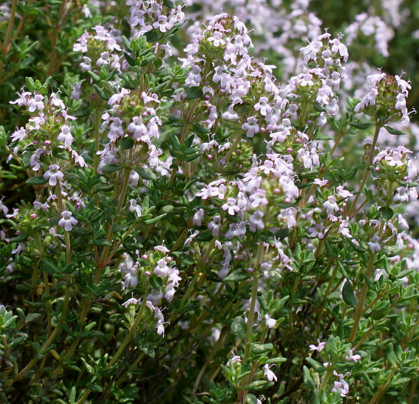 Изображение особи Thymus vulgaris.