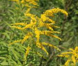 Solidago canadensis