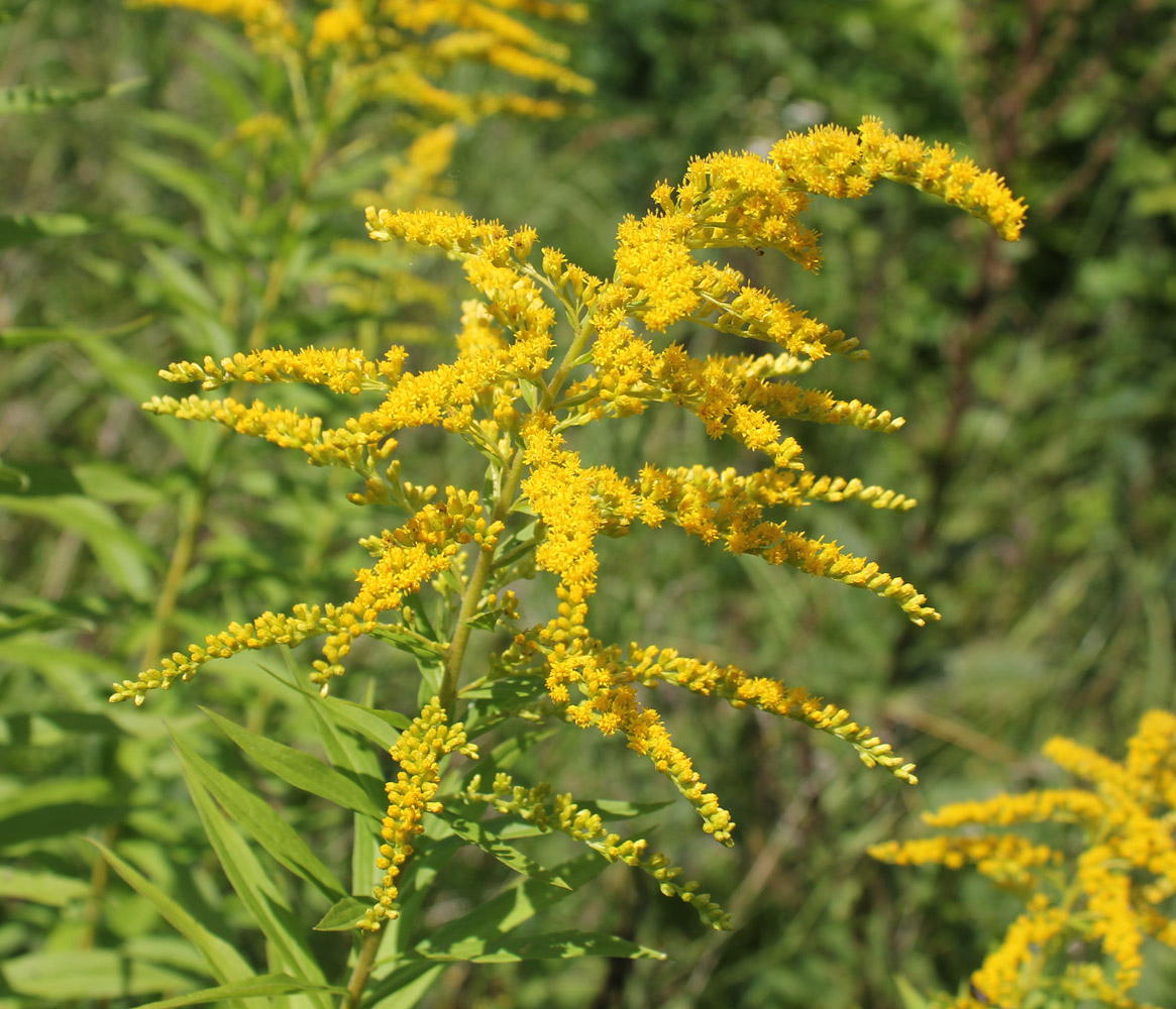 Image of Solidago canadensis specimen.