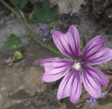 Malva sylvestris