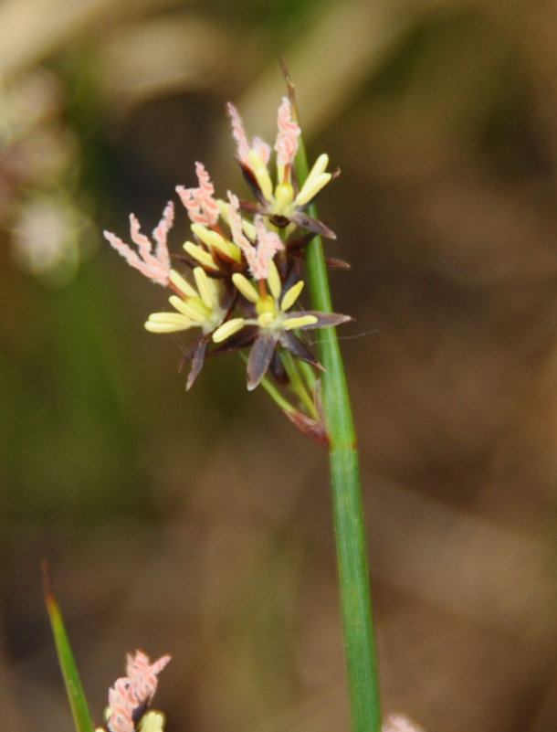 Изображение особи Juncus beringensis.