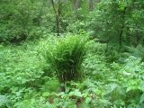 Athyrium filix-femina