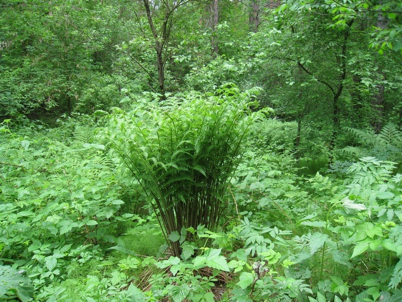 Изображение особи Athyrium filix-femina.