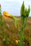 Oenothera biennis. Верхушка цветущего и плодоносящего растения. Ростовская обл., дельта Дона, окр. хутора Курган, песчаный луг. 02.08.2012.