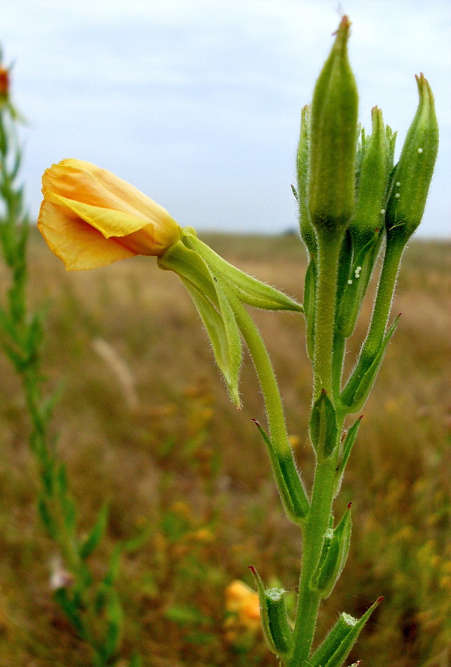 Image of Oenothera biennis specimen.