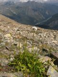 Valeriana alpestris