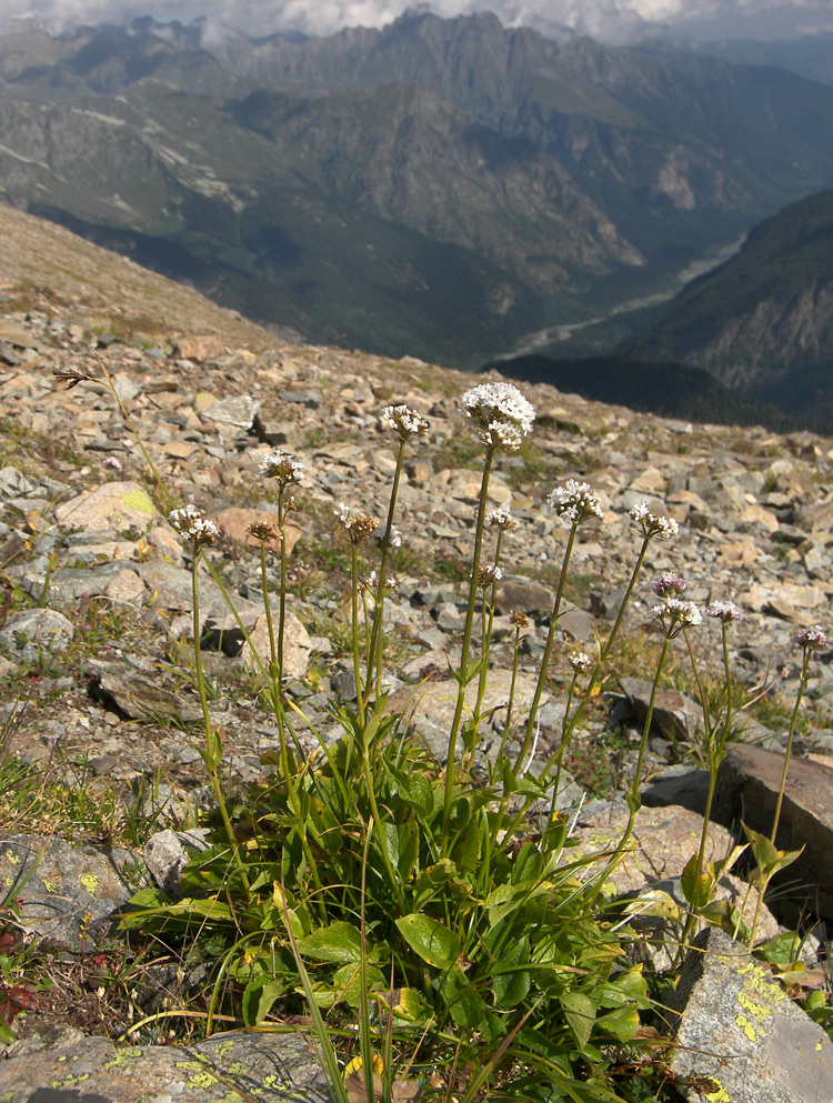 Image of Valeriana alpestris specimen.