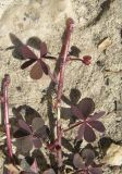 Oxalis corniculata. Верхушка побега. Крым, Карадагский заповедник, биостанция, обочина дороги. 9 сентября 2013 г.