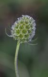 Scabiosa columbaria