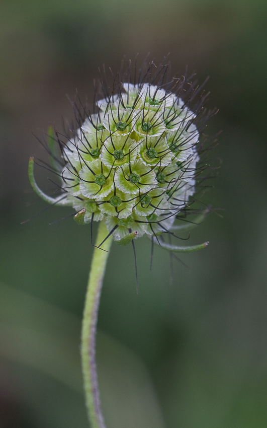 Image of Scabiosa columbaria specimen.