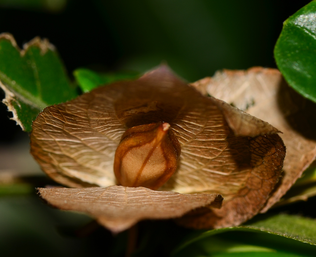 Image of Barleria repens specimen.