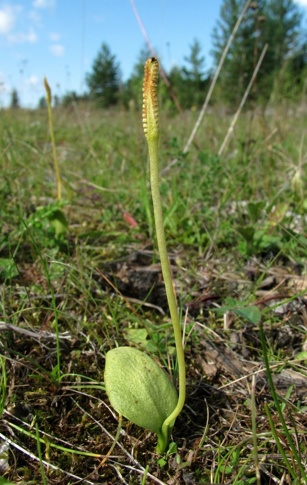 Изображение особи Ophioglossum vulgatum.