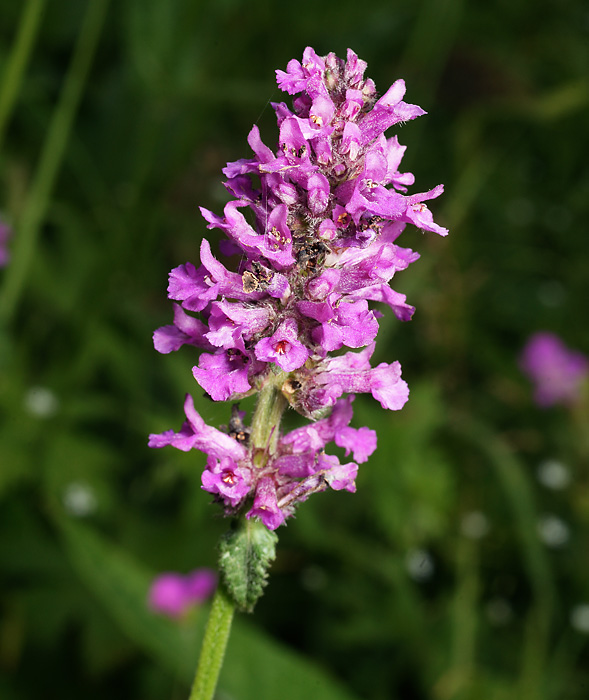 Изображение особи Betonica officinalis.