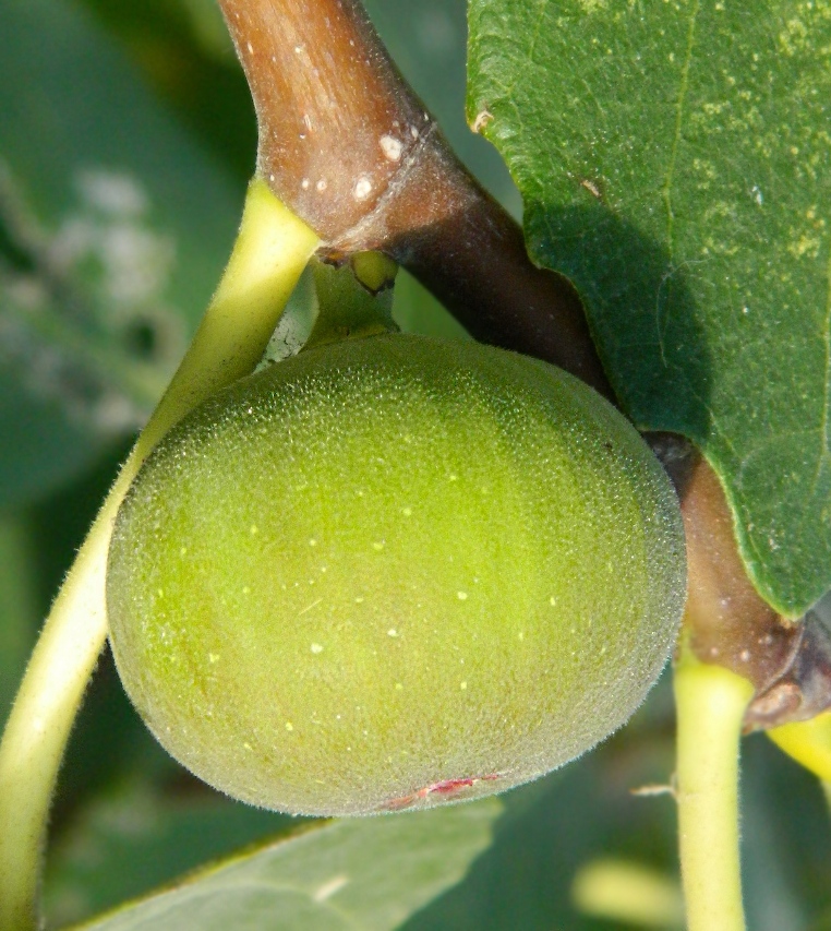 Image of Ficus carica specimen.