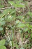 Euphorbia leptocaula