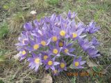 Pulsatilla multifida