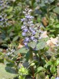 Ajuga genevensis. Цветущее растение. Узбекистан, г. Ташкент, Ботанический сад им. Ф.Н. Русанова, 28.03.2008.