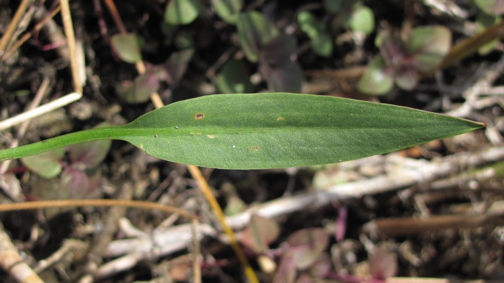 Image of Alisma lanceolatum specimen.