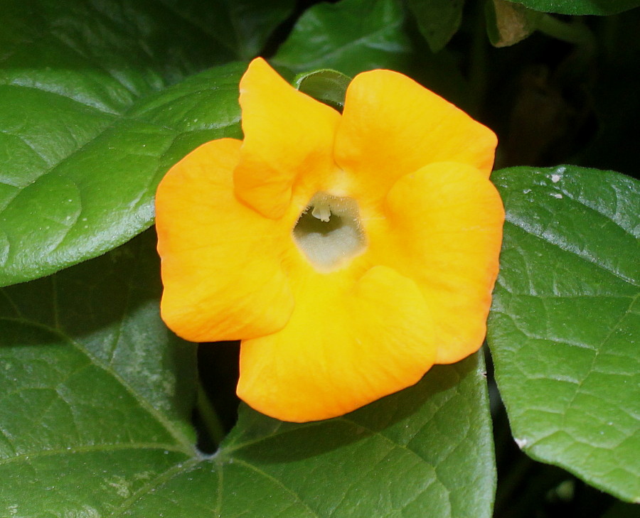 Image of Thunbergia alata specimen.