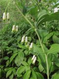 Polygonatum multiflorum. Часть побега с соцветиями. Ленинградская обл., Ломоносовский р-н, берег ручья. 29.05.2010.