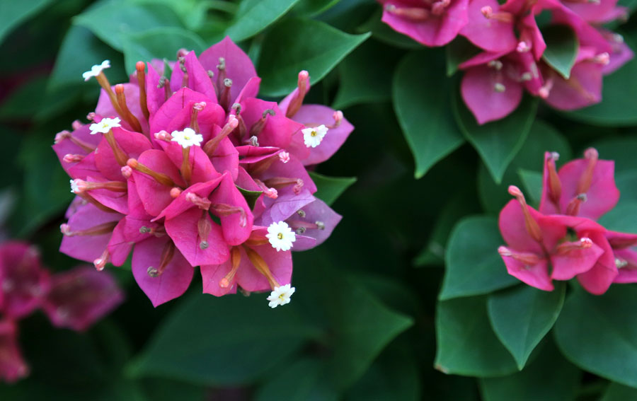 Image of Bougainvillea spectabilis specimen.