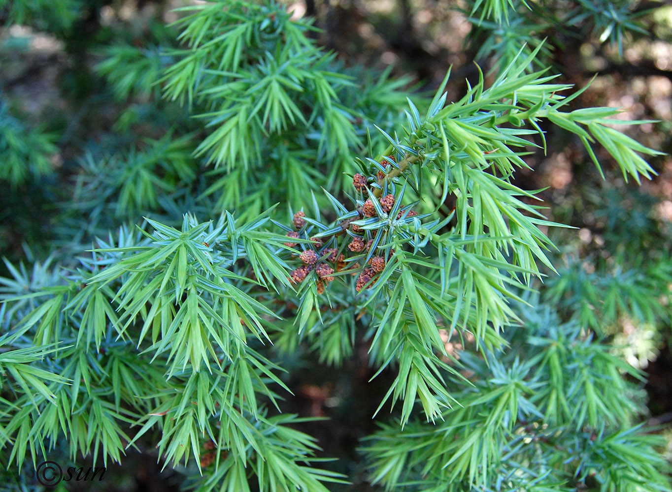 Изображение особи Juniperus deltoides.