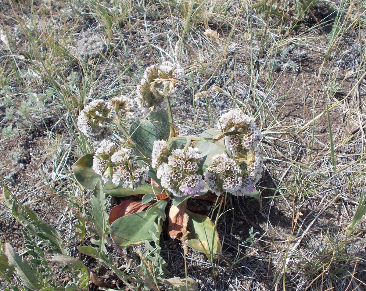 Изображение особи Goniolimon speciosum.