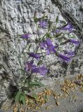 Campanula sibirica. Цветущее растение в трещине забетонированной стенки. Пермский край, Кунгурский р-н, с. Филипповка, дорожка около входа в пещеру. 14.06.2013.