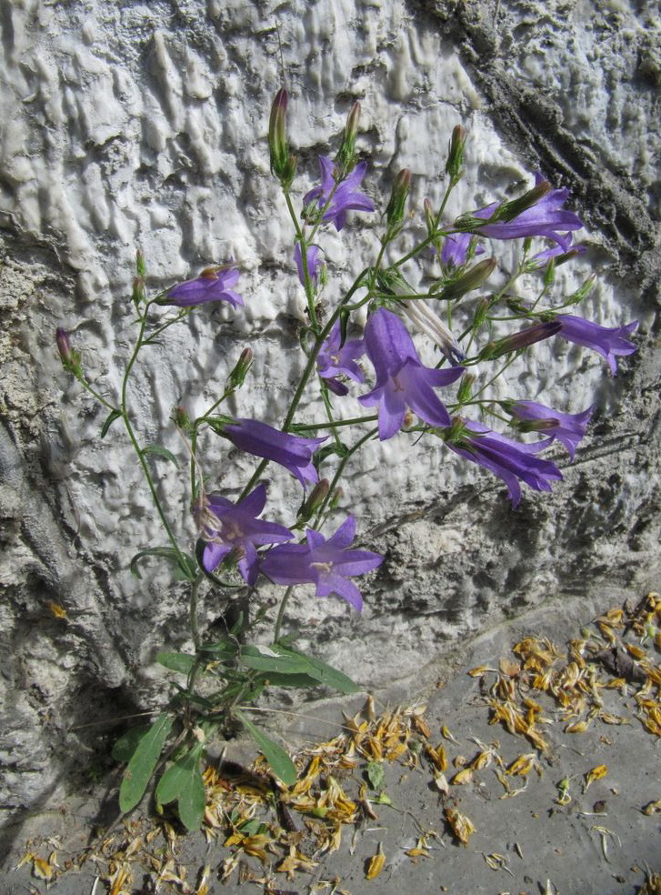 Image of Campanula sibirica specimen.
