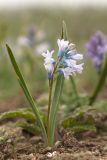Hyacinthella pallasiana. Цветущее растение. Ростовская обл., Мясниковский р-н, степная балка. 07.04.2013.