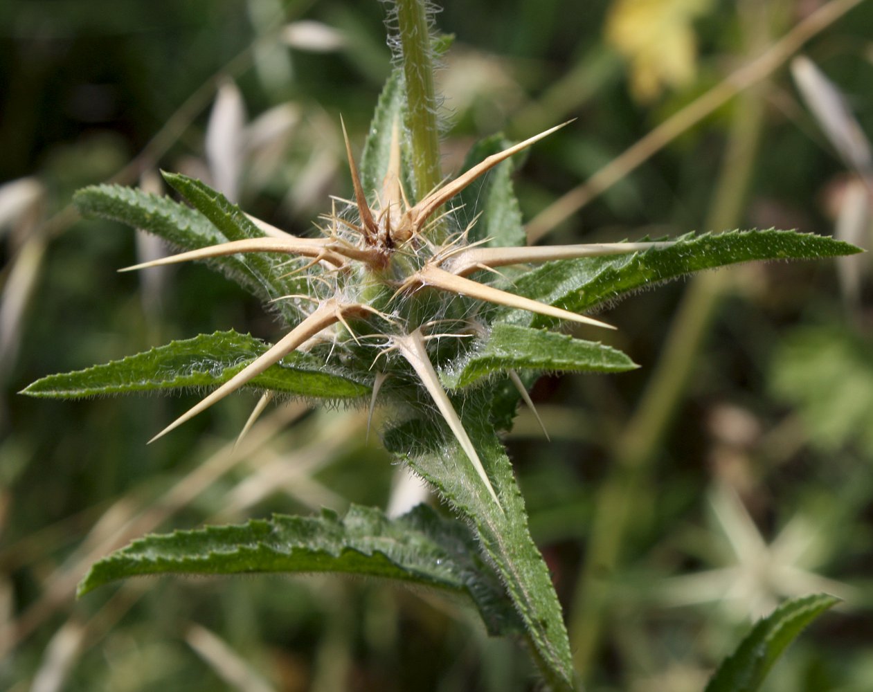 Image of Centaurea procurrens specimen.