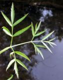 Cicuta virosa