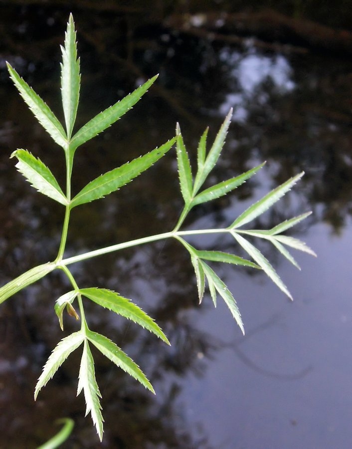 Image of Cicuta virosa specimen.