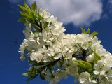 genus Prunus. Цветущая ветвь с подлетающей мухой-журчалкой. Хабаровский край, Ванинский р-н, пос. Высокогорный. в культуре. 05.06.2013.