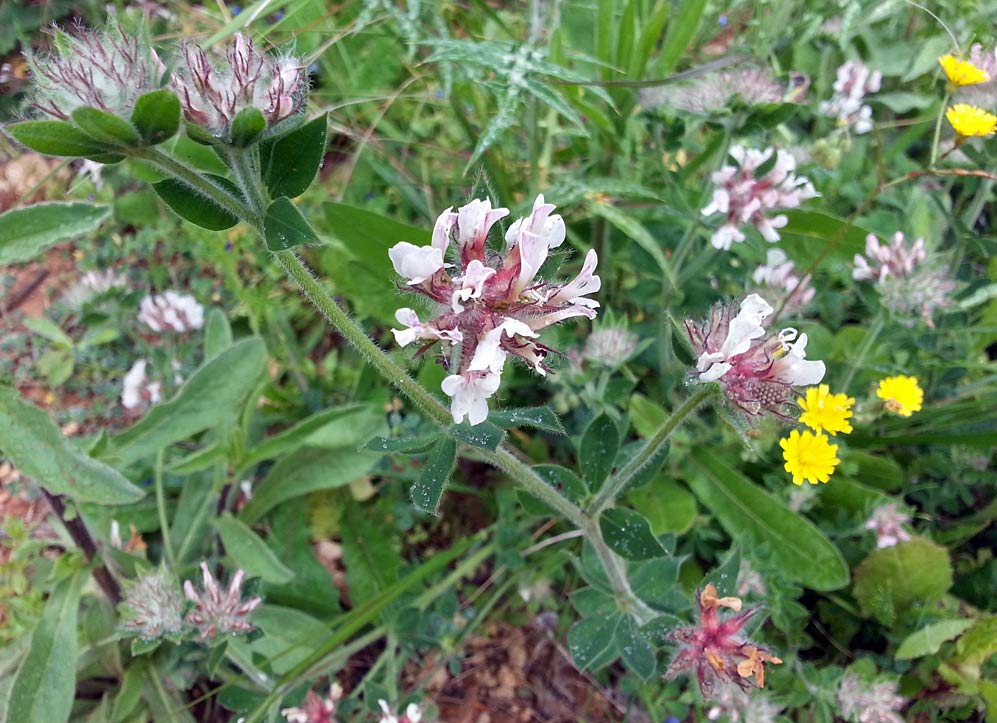 Изображение особи Dorycnium hirsutum.