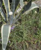 Carduus thoermeri