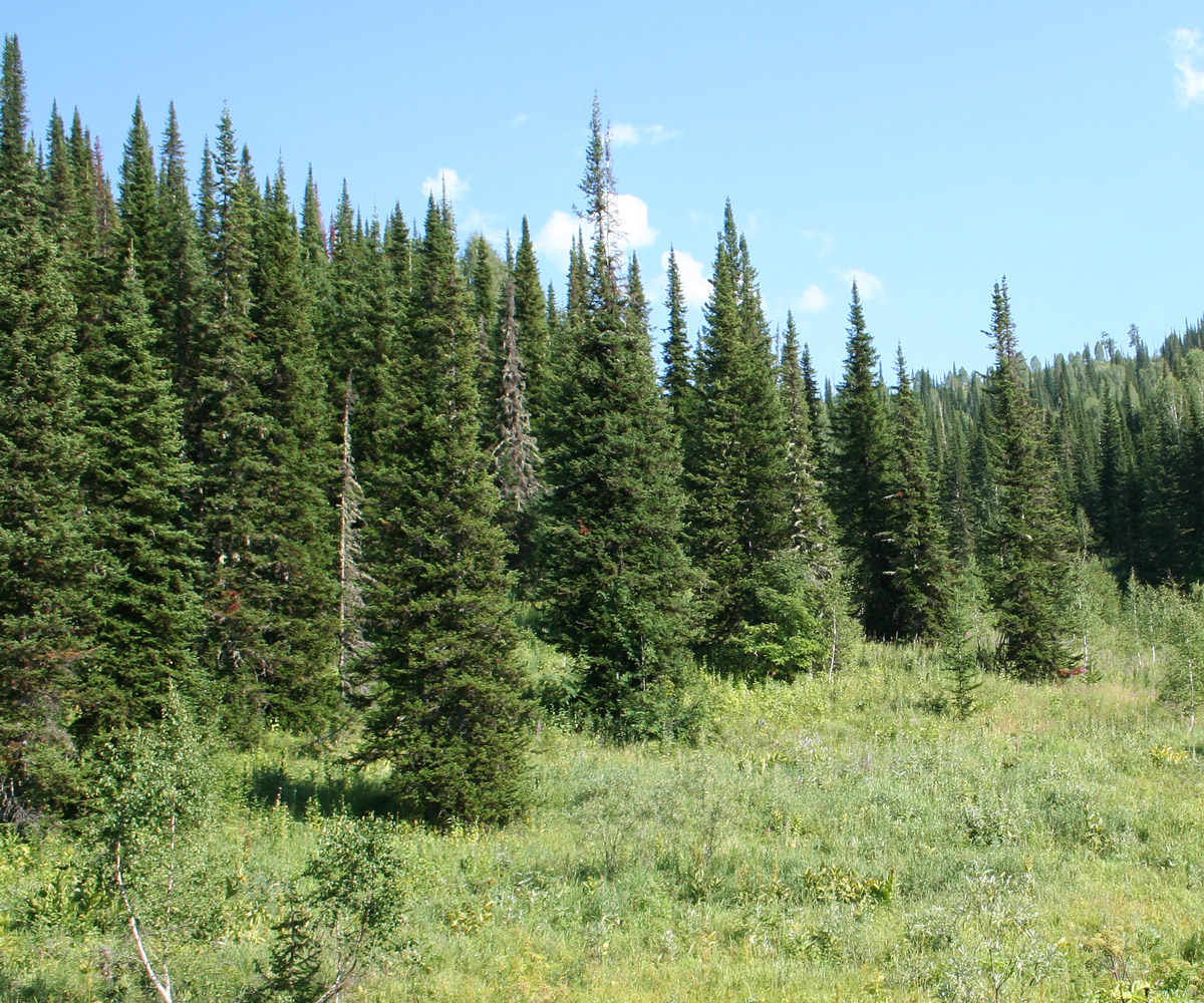 Изображение особи Abies sibirica.